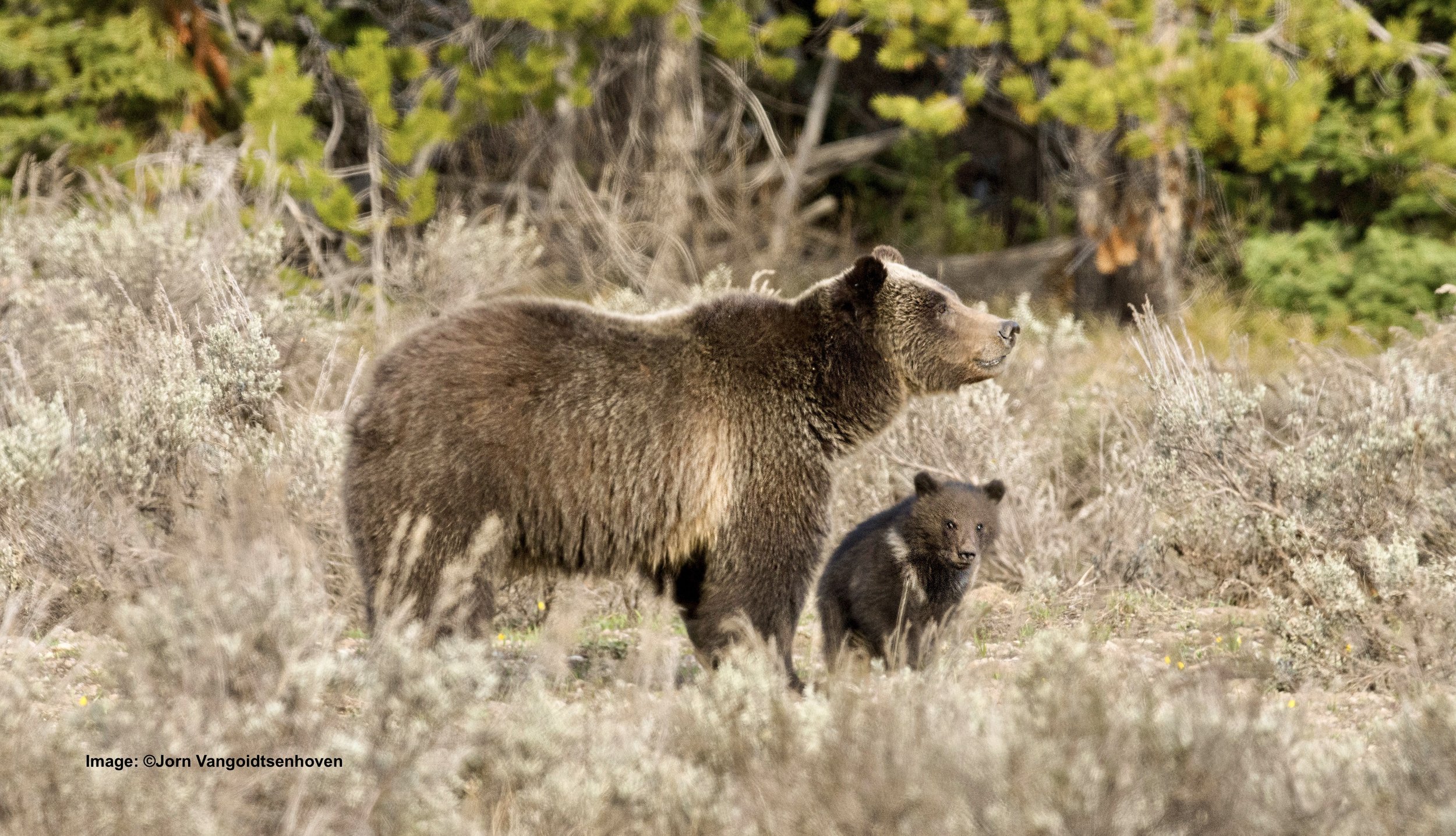 Searching Out the World's Most Famous Grizzly Bears, Update 2023